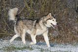 ALASKAN MALAMUTE 075